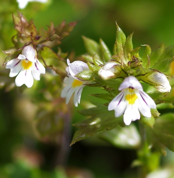 Pflanzenbild gross Zwerg-Augentrost - Euphrasia minima