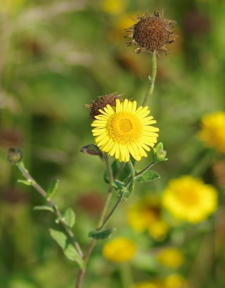 Pflanzenbild gross Grosses Flohkraut - Pulicaria dysenterica