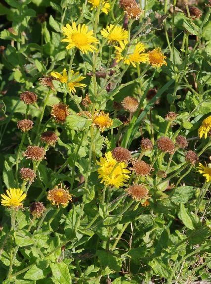 Pflanzenbild gross Grosses Flohkraut - Pulicaria dysenterica