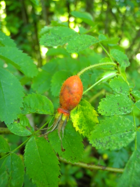 Pflanzenbild gross Alpen-Hagrose - Rosa pendulina