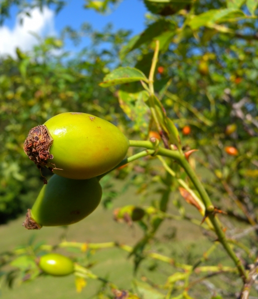 Pflanzenbild gross Hunds-Rose - Rosa canina aggr.