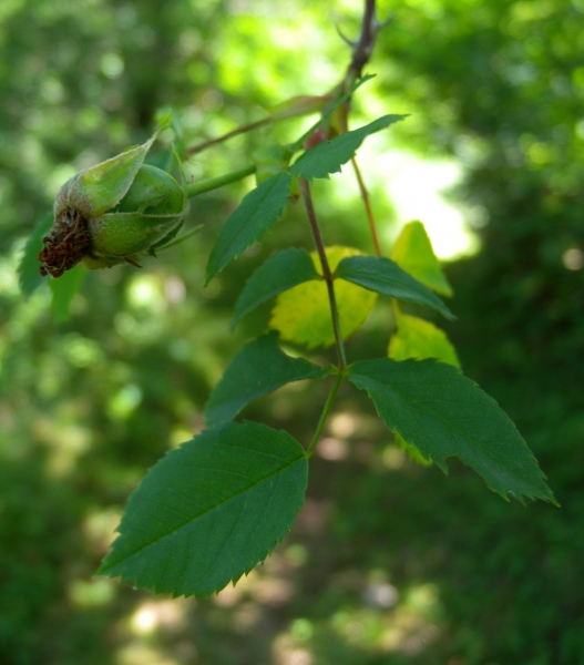 Pflanzenbild gross Hunds-Rose - Rosa canina aggr.