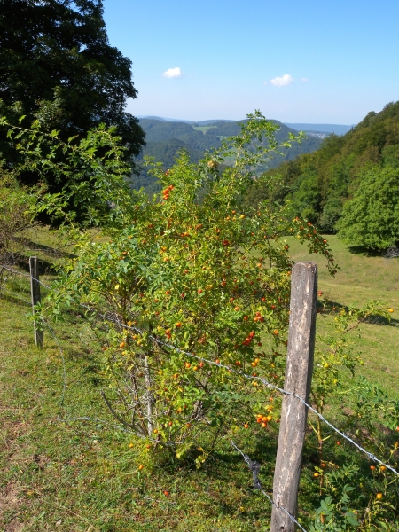 Pflanzenbild gross Hunds-Rose - Rosa canina aggr.