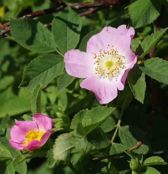 Pflanzenbild gross Hunds-Rose - Rosa canina aggr.