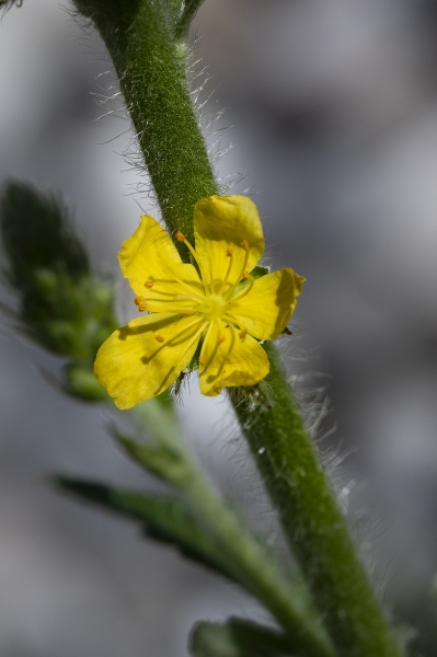 Pflanzenbild gross Kleiner Odermennig - Agrimonia eupatoria