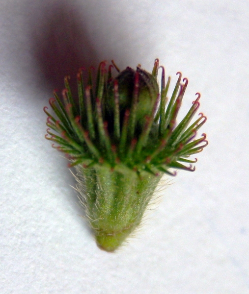Pflanzenbild gross Kleiner Odermennig - Agrimonia eupatoria