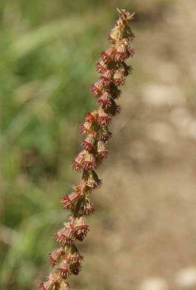 Pflanzenbild gross Kleiner Odermennig - Agrimonia eupatoria
