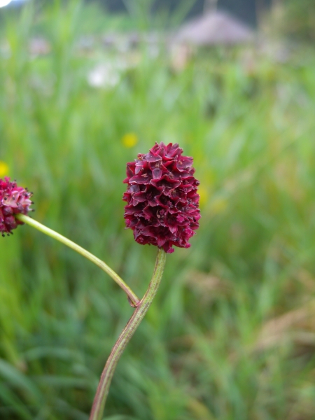 Pflanzenbild gross Grosser Wiesenknopf - Sanguisorba officinalis