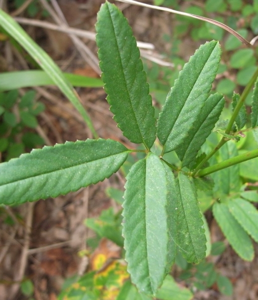 Pflanzenbild gross Grosser Wiesenknopf - Sanguisorba officinalis
