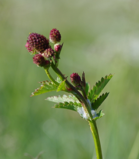 Pflanzenbild gross Grosser Wiesenknopf - Sanguisorba officinalis