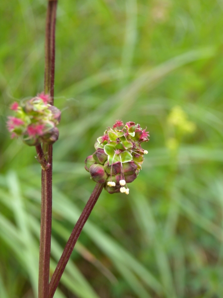 Pflanzenbild gross Kleiner Wiesenknopf - Sanguisorba minor