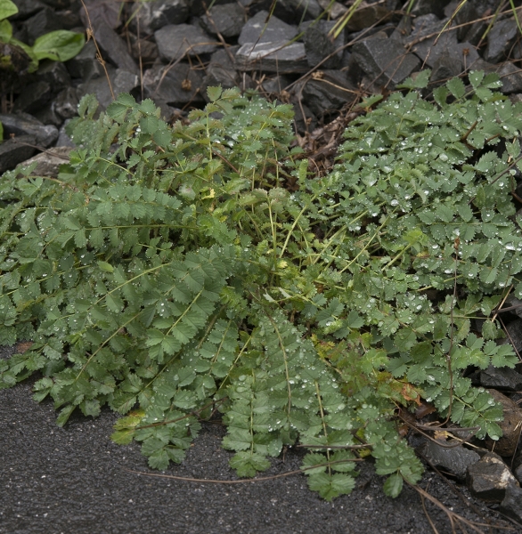 Pflanzenbild gross Kleiner Wiesenknopf - Sanguisorba minor