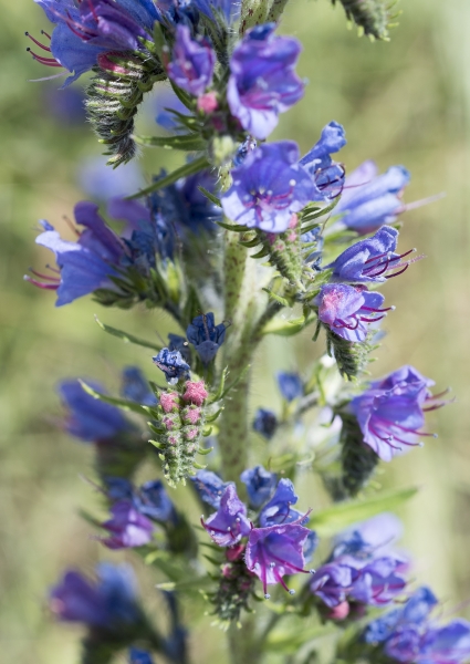 Pflanzenbild gross Gemeiner Natterkopf - Echium vulgare