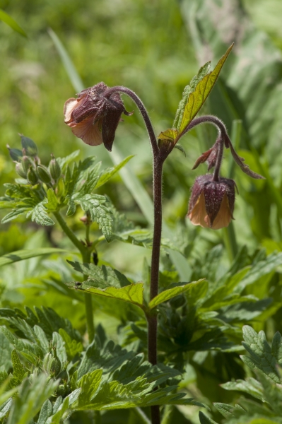Pflanzenbild gross Bach-Nelkenwurz - Geum rivale