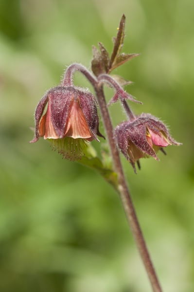 Pflanzenbild gross Bach-Nelkenwurz - Geum rivale