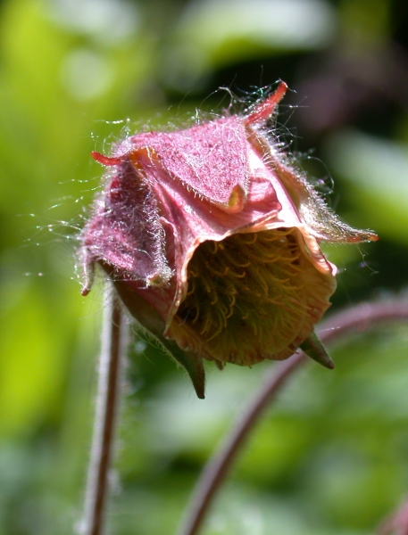 Pflanzenbild gross Bach-Nelkenwurz - Geum rivale