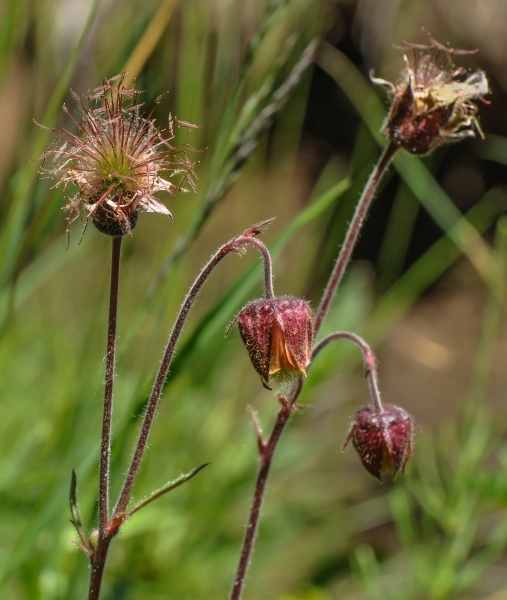 Pflanzenbild gross Bach-Nelkenwurz - Geum rivale