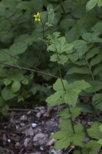 Pflanzenbild gross Echte Nelkenwurz - Geum urbanum