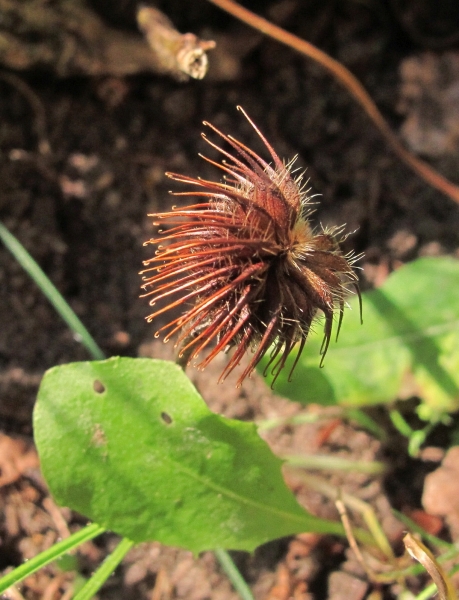 Pflanzenbild gross Echte Nelkenwurz - Geum urbanum