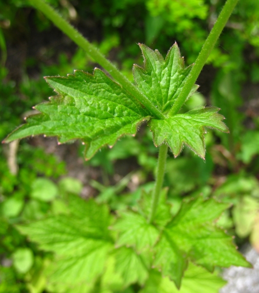 Pflanzenbild gross Echte Nelkenwurz - Geum urbanum