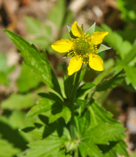 Pflanzenbild gross Echte Nelkenwurz - Geum urbanum