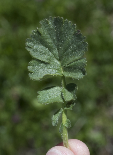 Pflanzenbild gross Berg-Nelkenwurz - Geum montanum