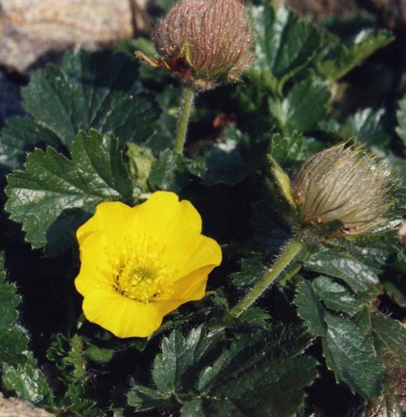Pflanzenbild gross Berg-Nelkenwurz - Geum montanum
