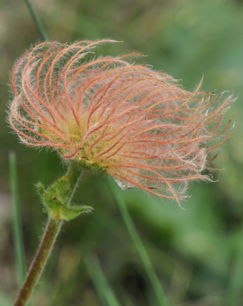 Pflanzenbild gross Berg-Nelkenwurz - Geum montanum