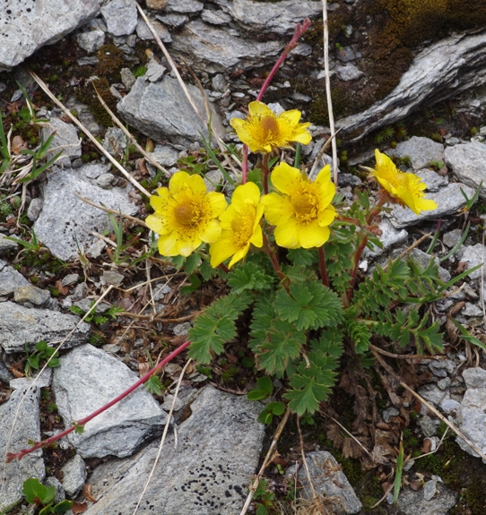 Pflanzenbild gross Kriechende Nelkenwurz - Geum reptans