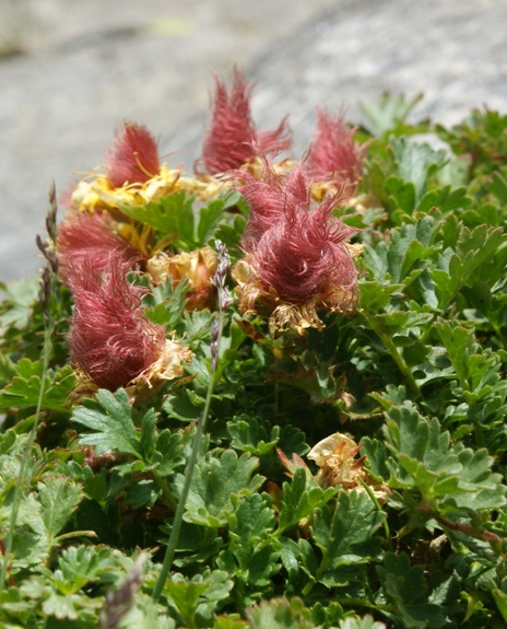 Pflanzenbild gross Kriechende Nelkenwurz - Geum reptans