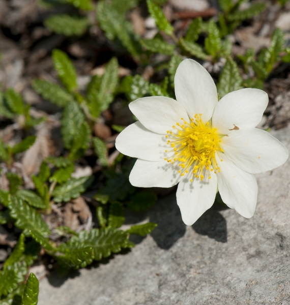 Pflanzenbild gross Silberwurz - Dryas octopetala