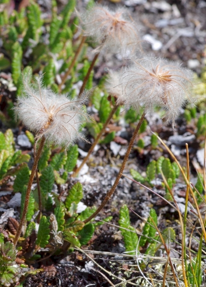 Pflanzenbild gross Silberwurz - Dryas octopetala