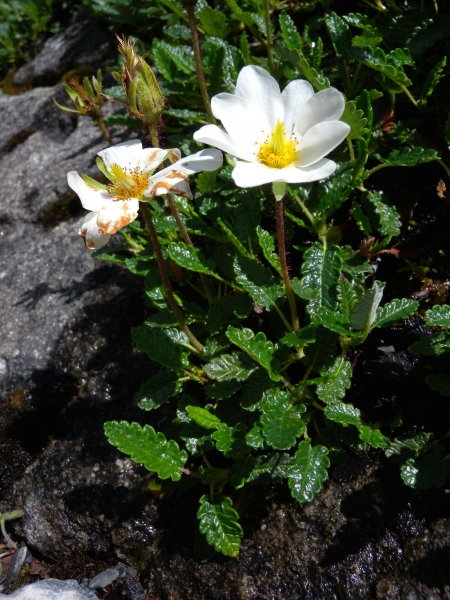 Pflanzenbild gross Silberwurz - Dryas octopetala