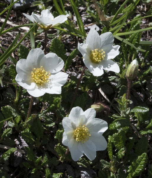 Pflanzenbild gross Silberwurz - Dryas octopetala