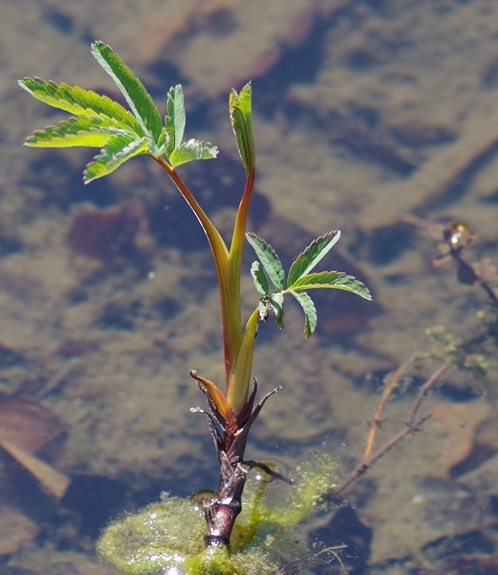 Pflanzenbild gross Blutauge - Potentilla palustris