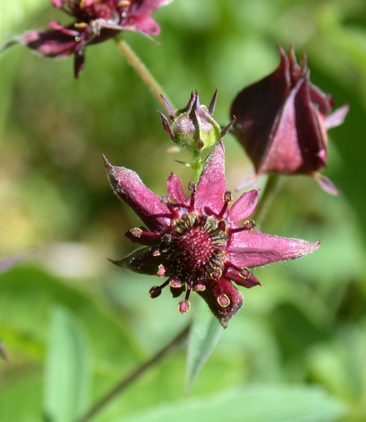 Pflanzenbild gross Blutauge - Potentilla palustris