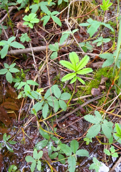 Pflanzenbild gross Blutauge - Potentilla palustris