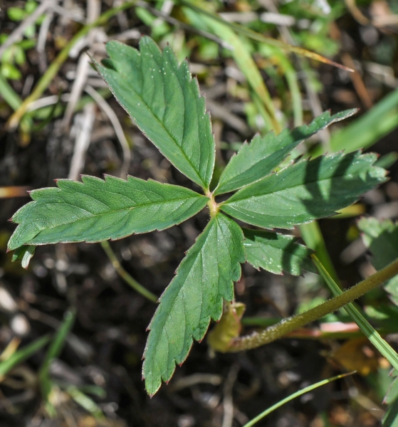 Pflanzenbild gross Blutauge - Potentilla palustris