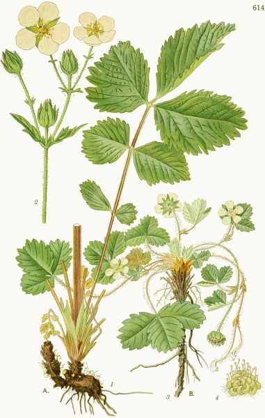 Pflanzenbild gross Felsen-Fingerkraut - Potentilla rupestris