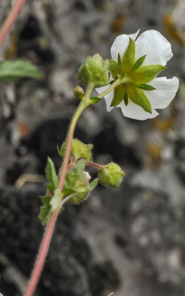 Pflanzenbild gross Felsen-Fingerkraut - Potentilla rupestris