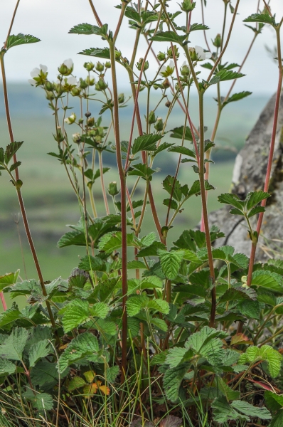 Pflanzenbild gross Felsen-Fingerkraut - Potentilla rupestris