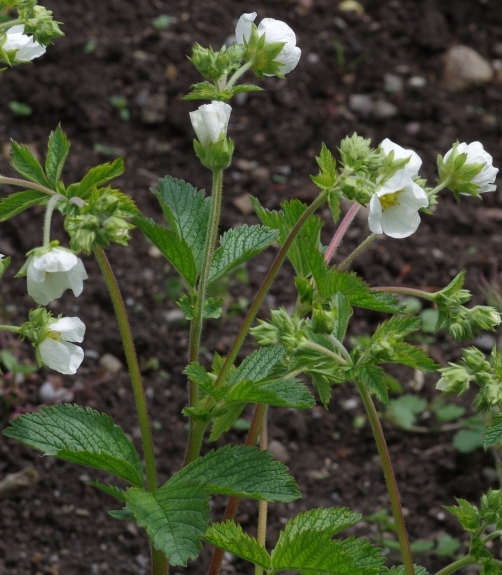 Pflanzenbild gross Felsen-Fingerkraut - Potentilla rupestris