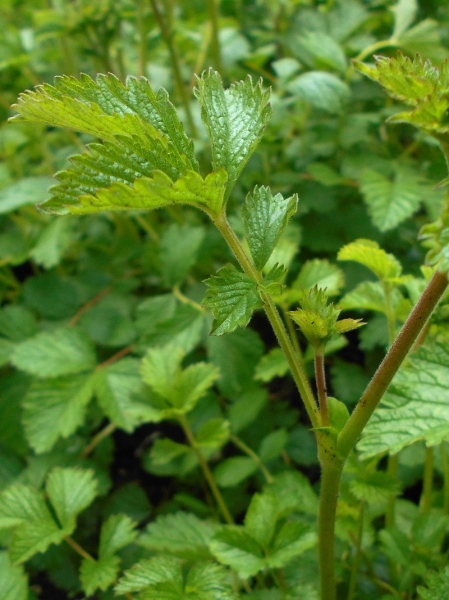 Pflanzenbild gross Felsen-Fingerkraut - Potentilla rupestris