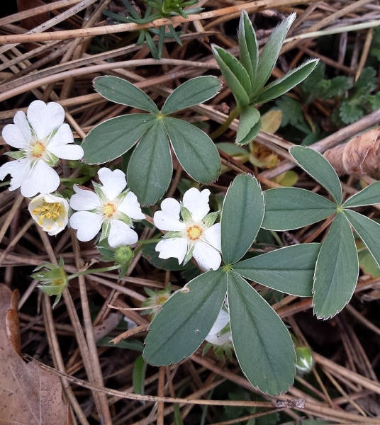 Pflanzenbild gross Weisses Fingerkraut - Potentilla alba