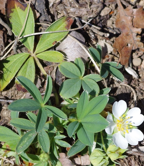 Pflanzenbild gross Weisses Fingerkraut - Potentilla alba