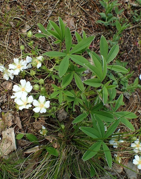 Pflanzenbild gross Weisses Fingerkraut - Potentilla alba