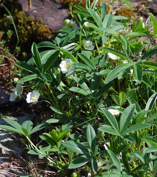 Pflanzenbild gross Weisses Fingerkraut - Potentilla alba