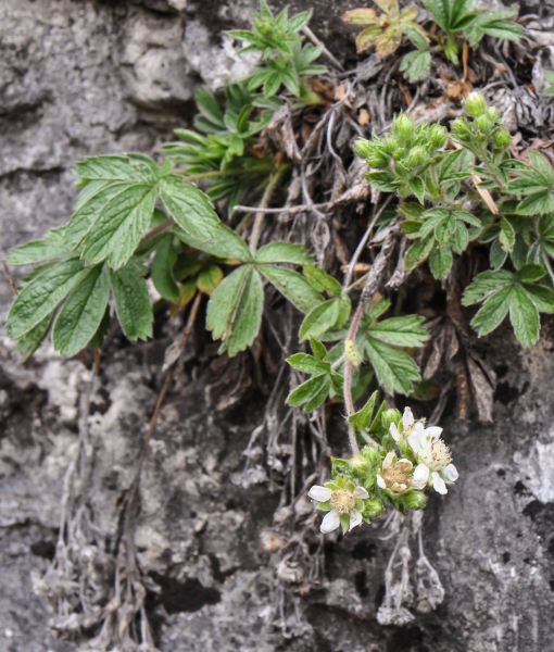 Pflanzenbild gross Vielstängeliges Fingerkraut - Potentilla caulescens