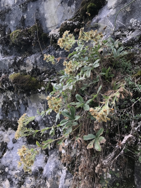 Pflanzenbild gross Vielstängeliges Fingerkraut - Potentilla caulescens
