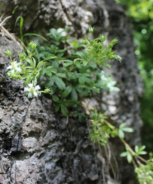Pflanzenbild gross Vielstängeliges Fingerkraut - Potentilla caulescens